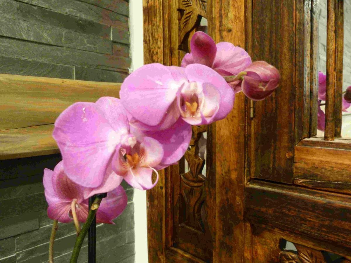Les Bambous B&B Levens Ngoại thất bức ảnh